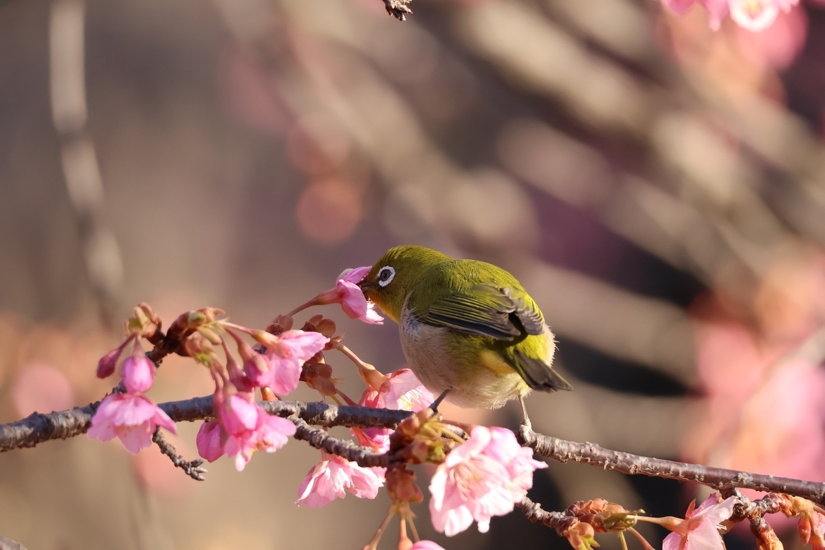 河津桜の花の蜜を舐めるメジロ