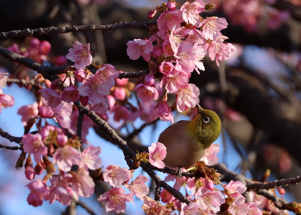 メジロは色々な姿勢で河津桜の花の蜜を舐める
