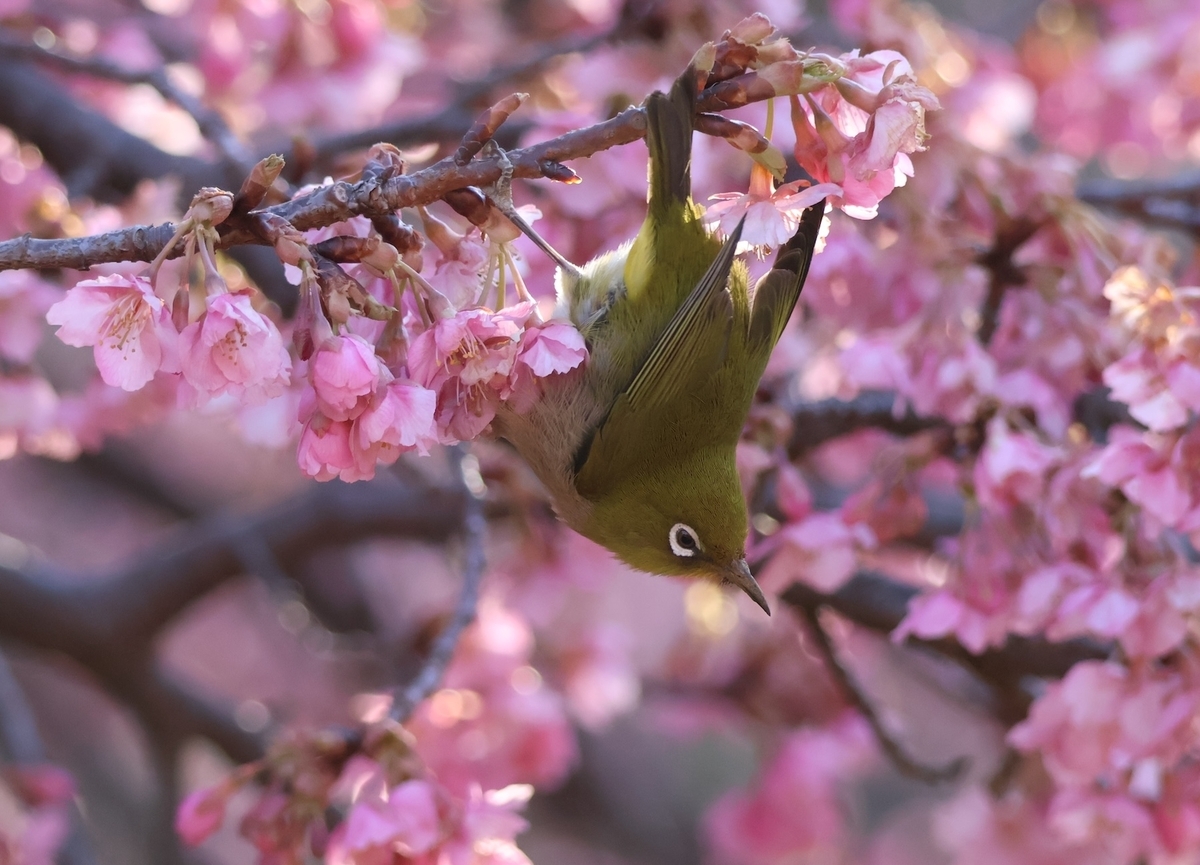 次の河津桜の花へ移動しようとするメジロ