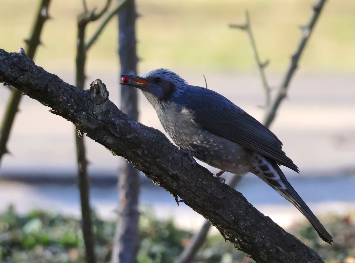 代々木公園フラワーランド近くにいたヒヨドリ