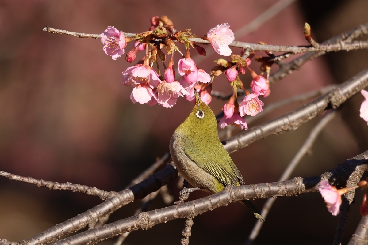 河津桜の花を舐めるためメジロの嘴が黄色くなっている