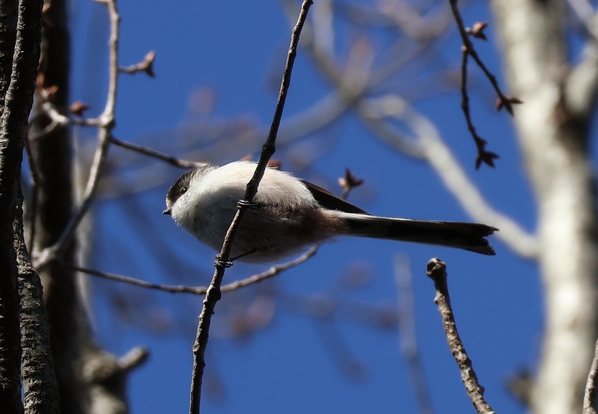 都立桜ヶ丘公園のエナガを下から見た