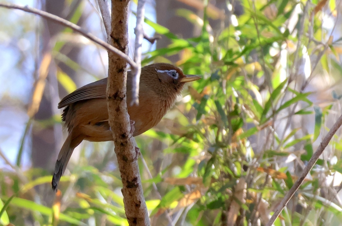 都立桜ヶ丘公園のガビチョウ