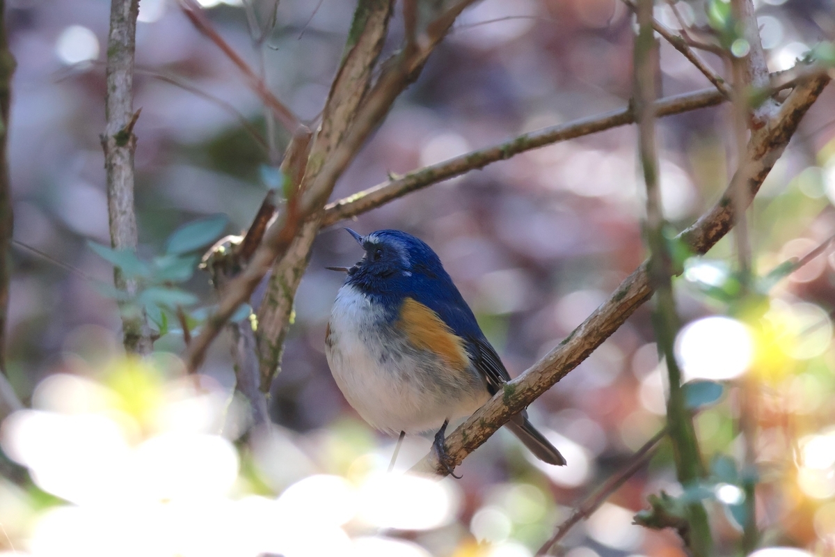 ルリビタキが鳴いている様子