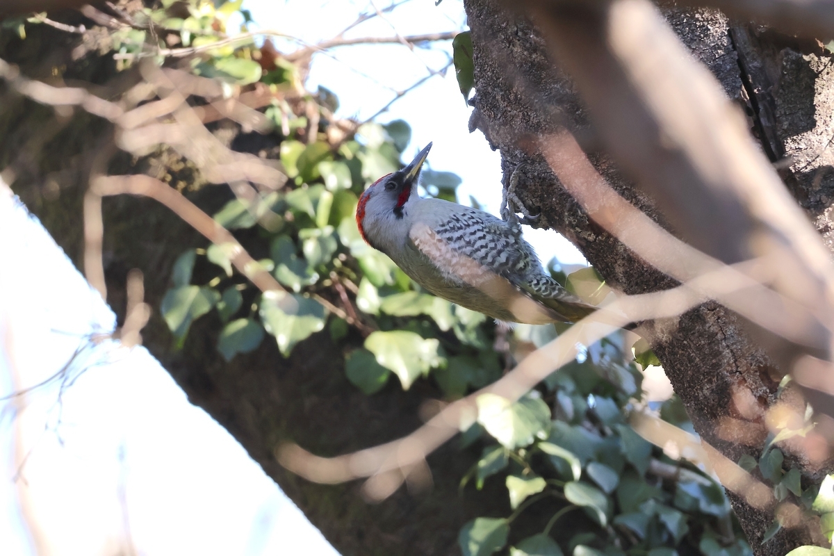 都立桜ヶ丘公園のどんぐりの道で見かけたアオゲラ