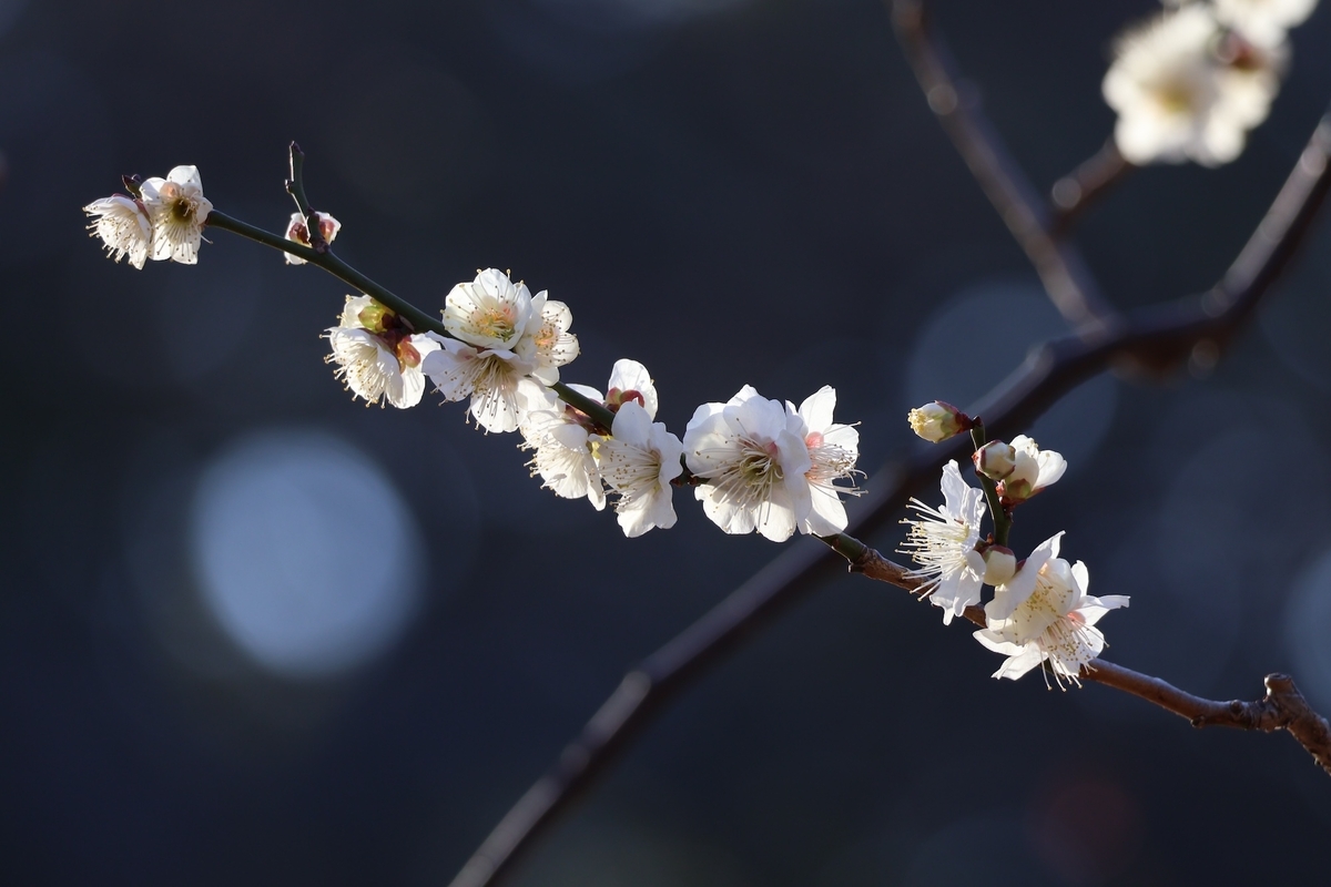 代々木公園の梅の花はもう少し楽しめそうである