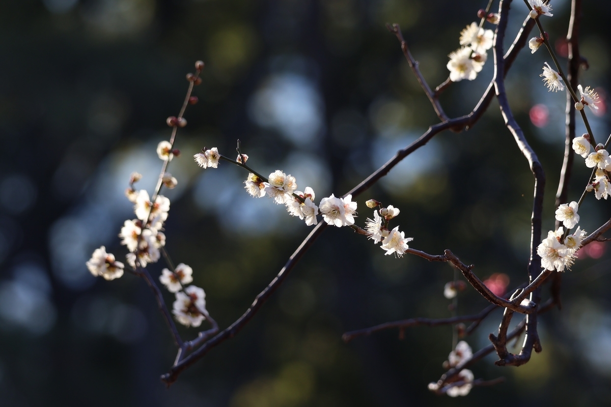 代々木公園の梅の花の良い香りが楽しめた