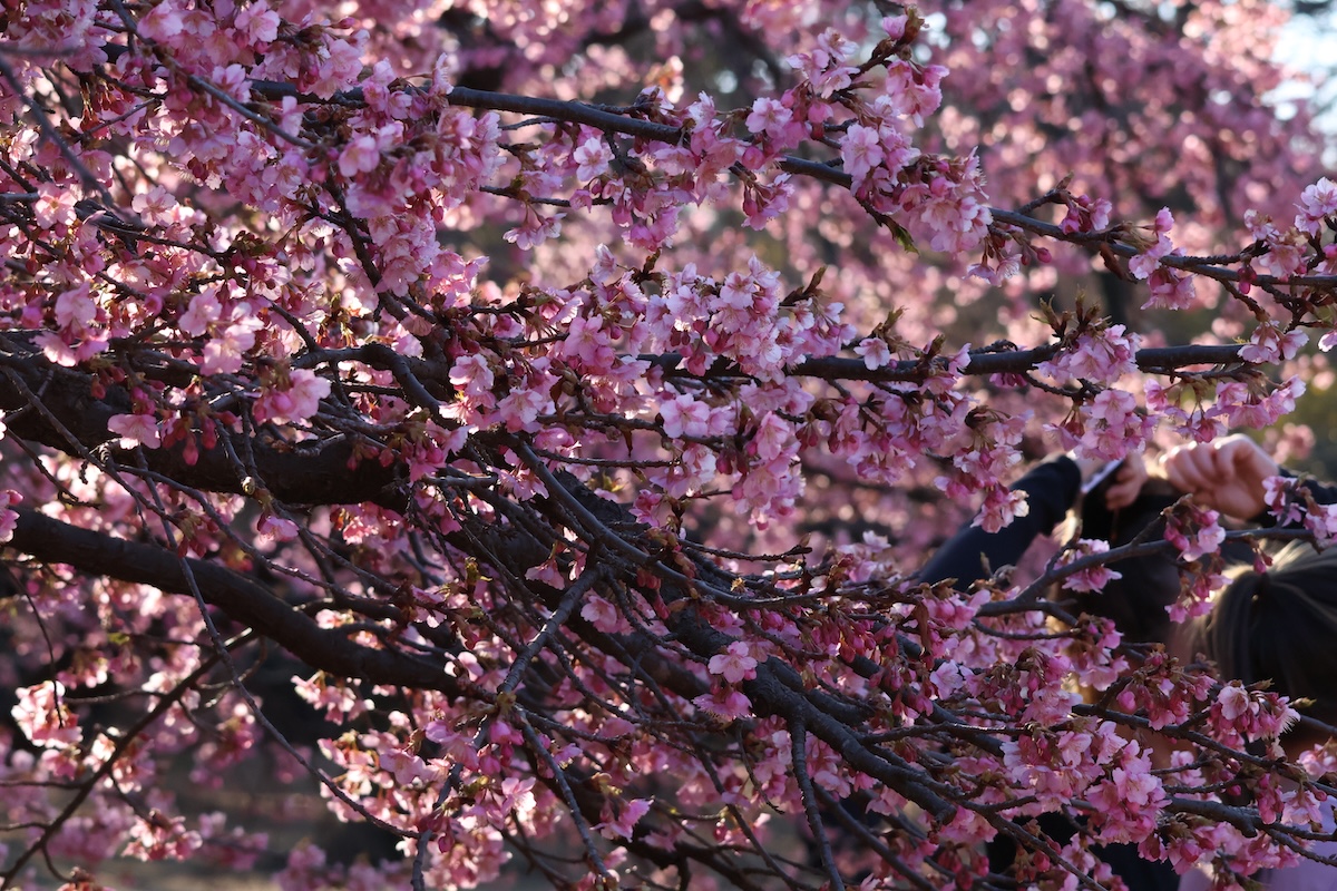 代々木公園の河津桜は少し色が褪せていた