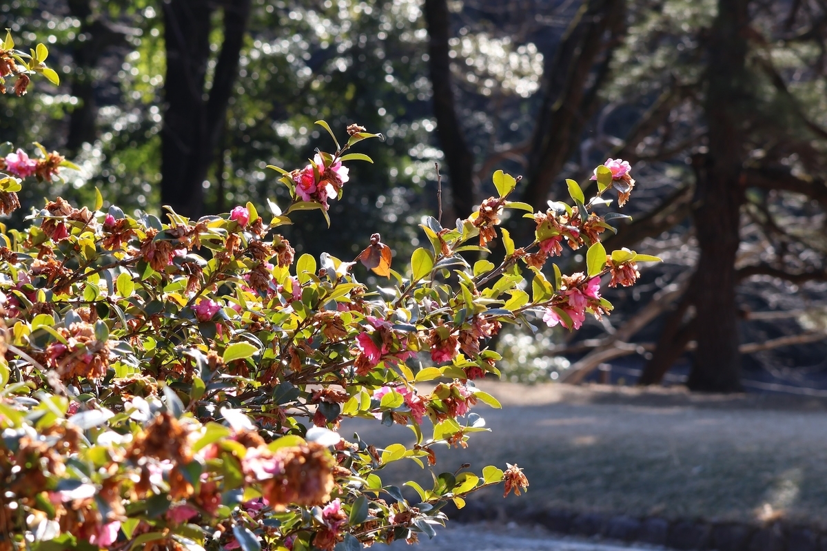 朝日に照らされてキラキラしている明治神宮のツバキ