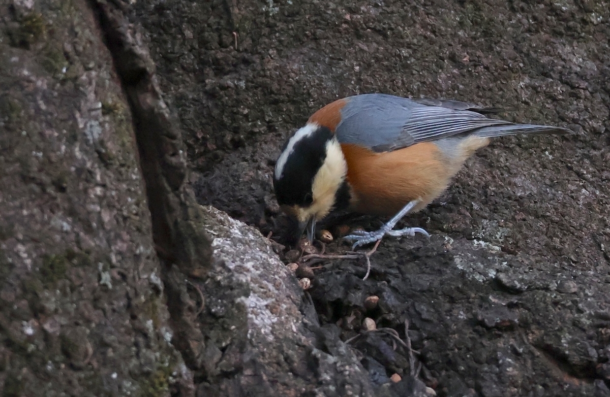 ヤマガラが桜の窪みに蓄えた木の実を食べていた。
