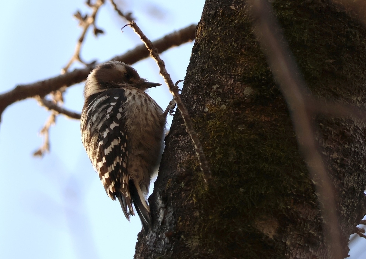 代々木公園「桜の園」にいたコゲラ
