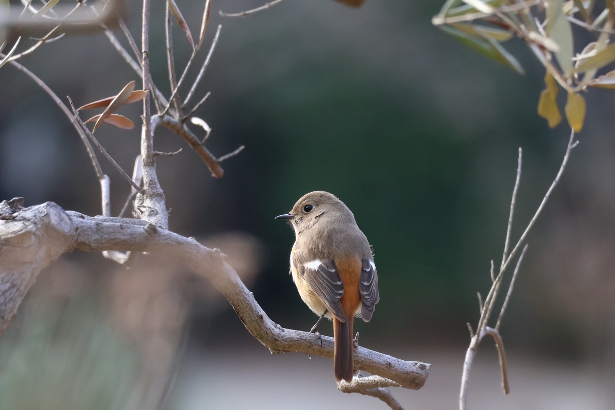 代々木公園のオリンピック記念の宿舎前にいるジョウビタキ