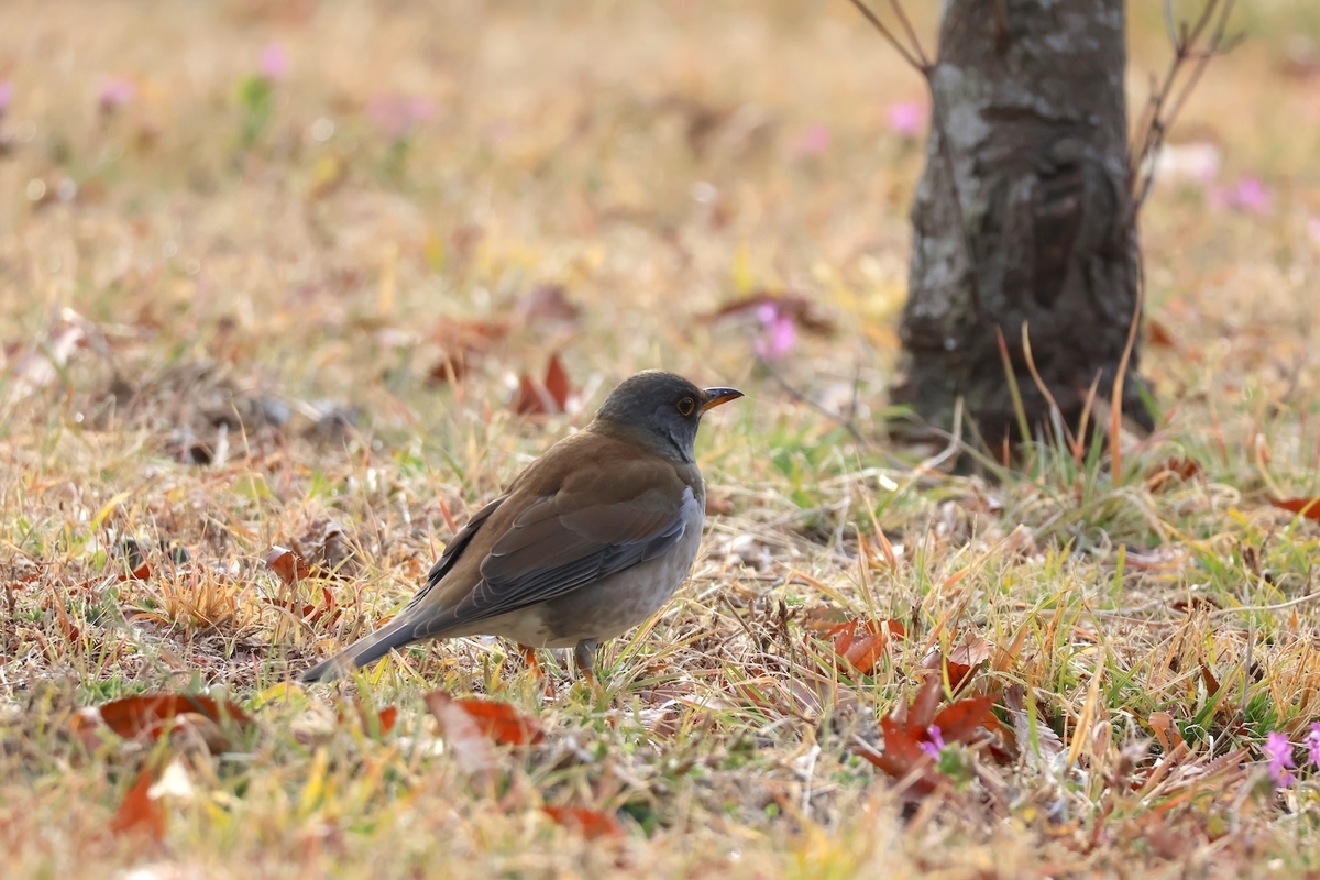 代々木公園オリンピック記念の宿舎前にいたシロハラ