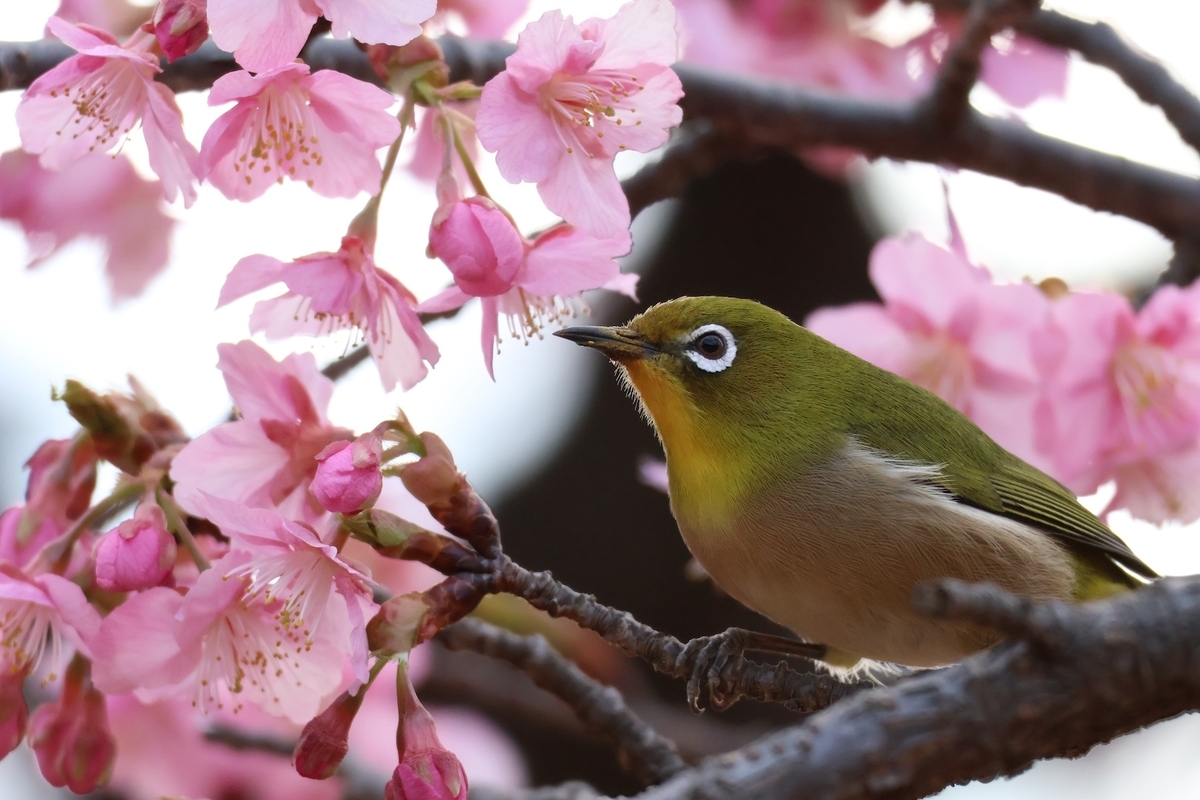 代々木公園の河津桜にいたメジロ