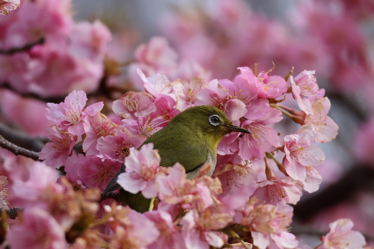 河津桜に埋もれたメジロ