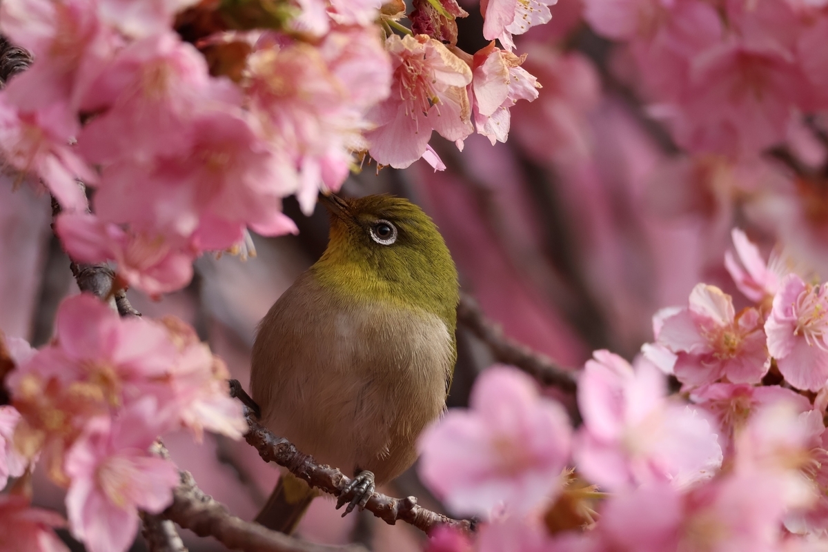 メジロが河津桜の蜜を吸っているのを見るのは癒される