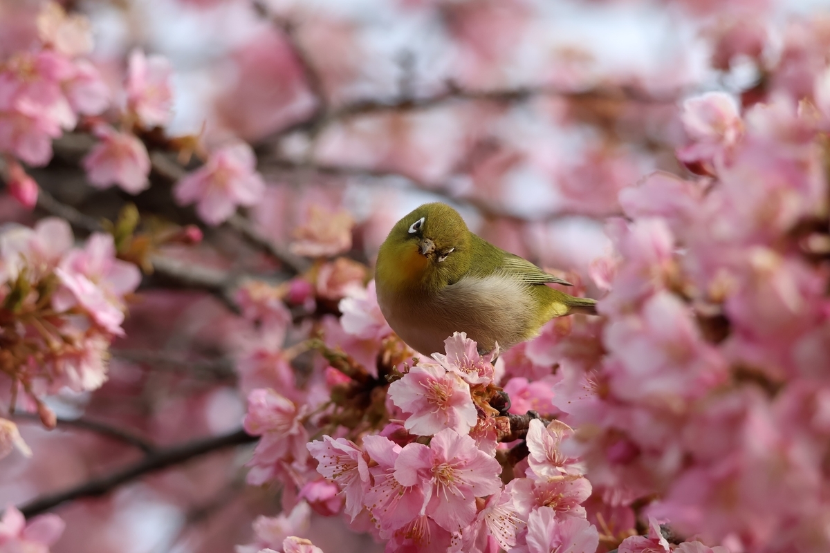 メジロがこちらを向いて「何？」という表情を見せてくれた