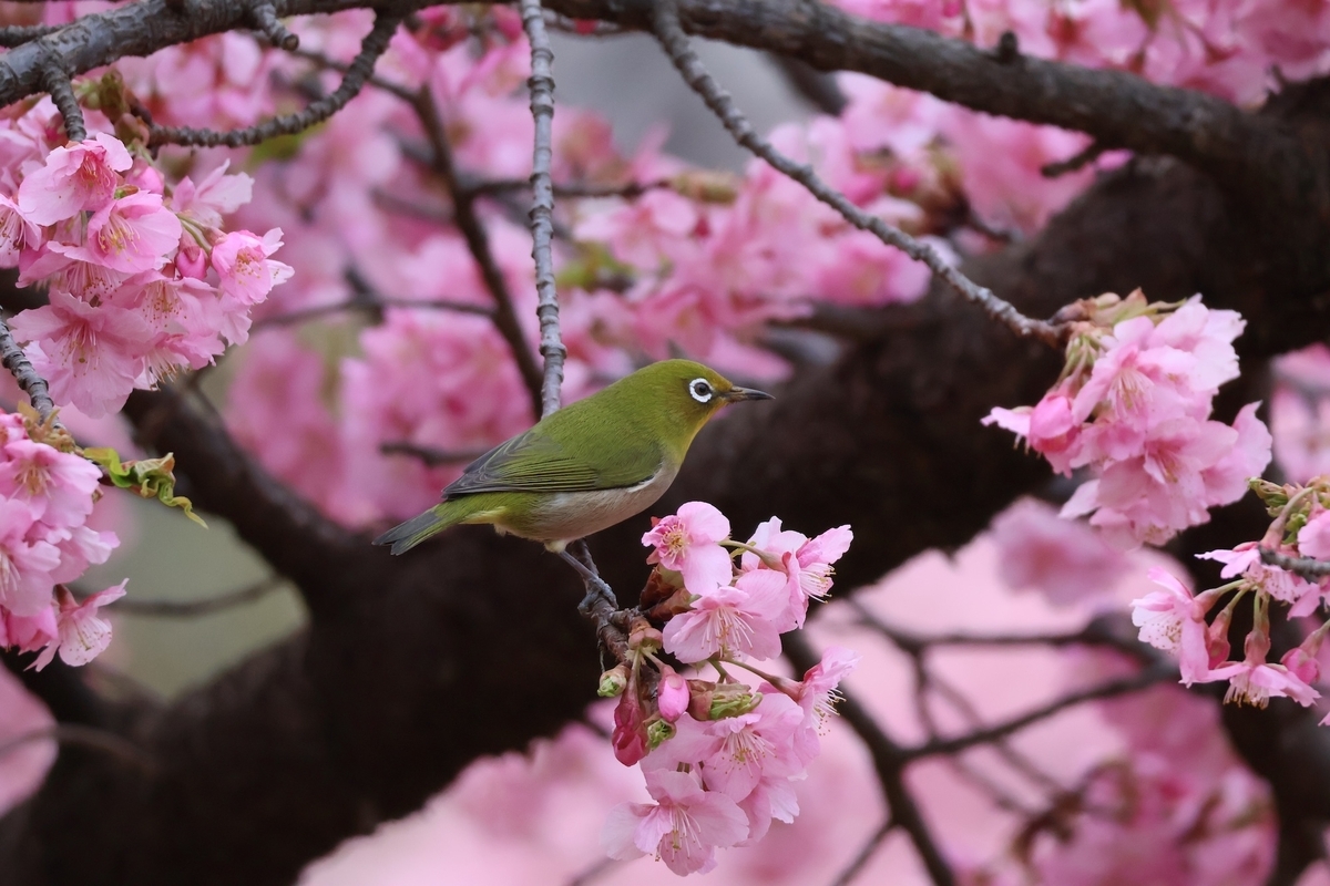 代々木公園の河津桜にいたメジロ