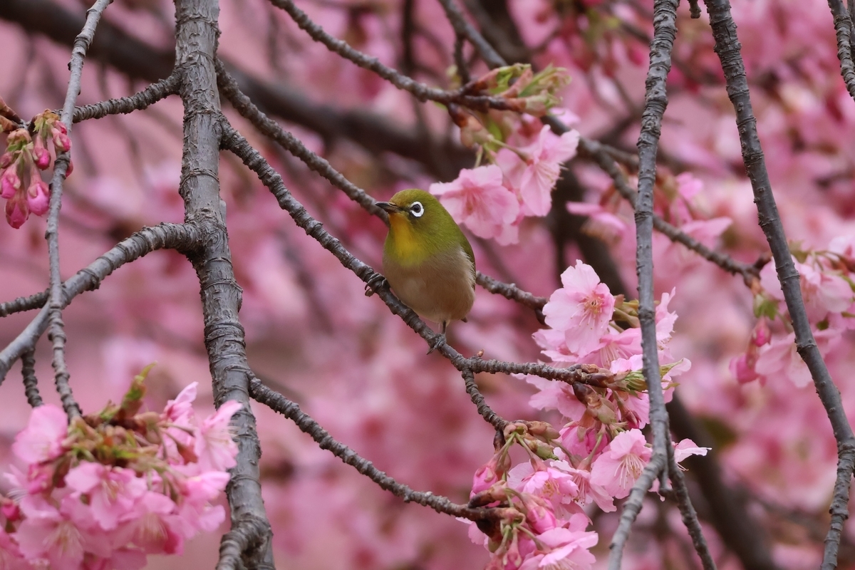 河津桜とメジロを撮影すると季節感があって良い