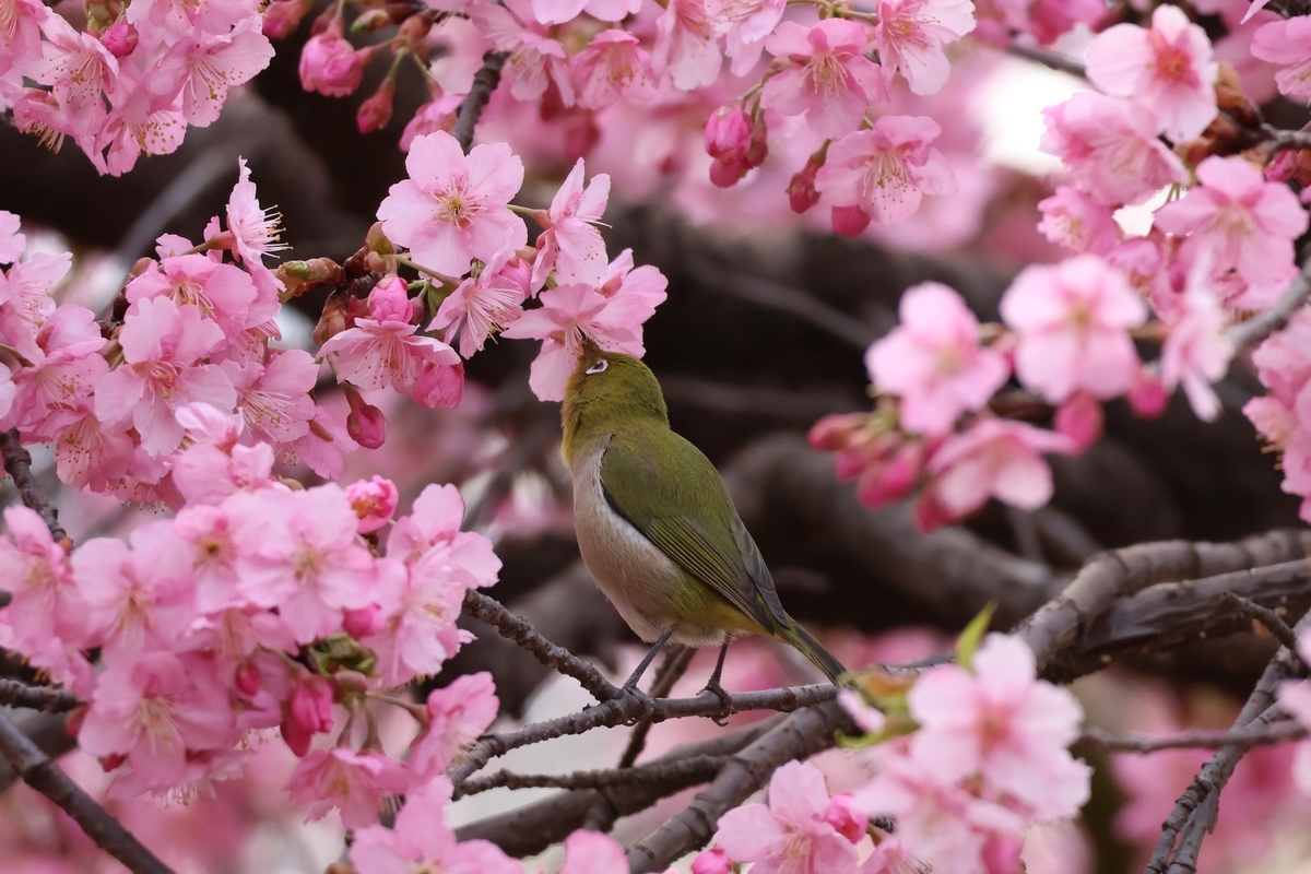 河津桜の花の蜜を舐めるメジロ