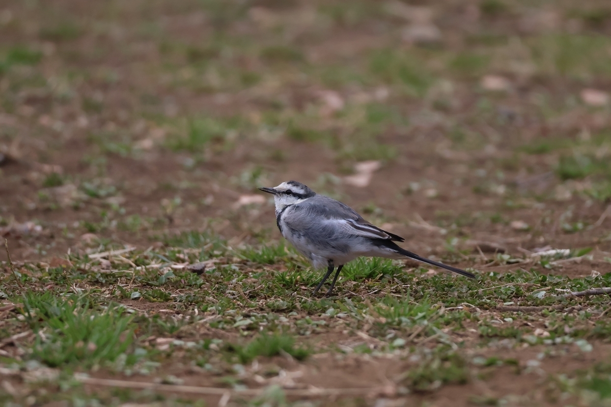代々木公園の六角の休憩舎近くにいたハクセキレイ