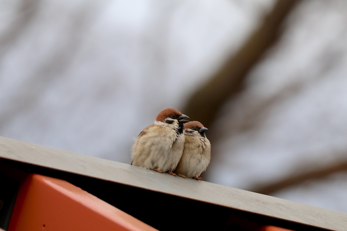 代々木公園フラワーランドにいた仲良しスズメ