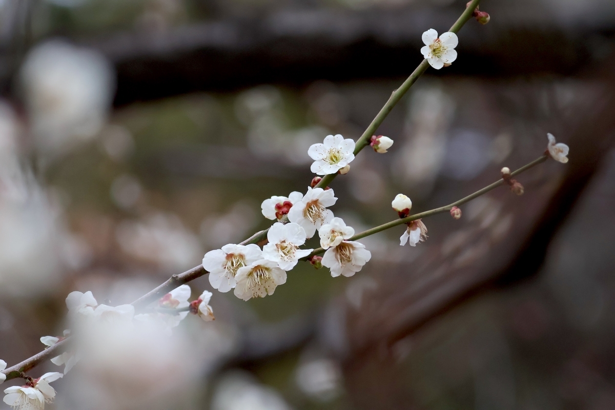 代々木公園「梅の園」の白梅の花