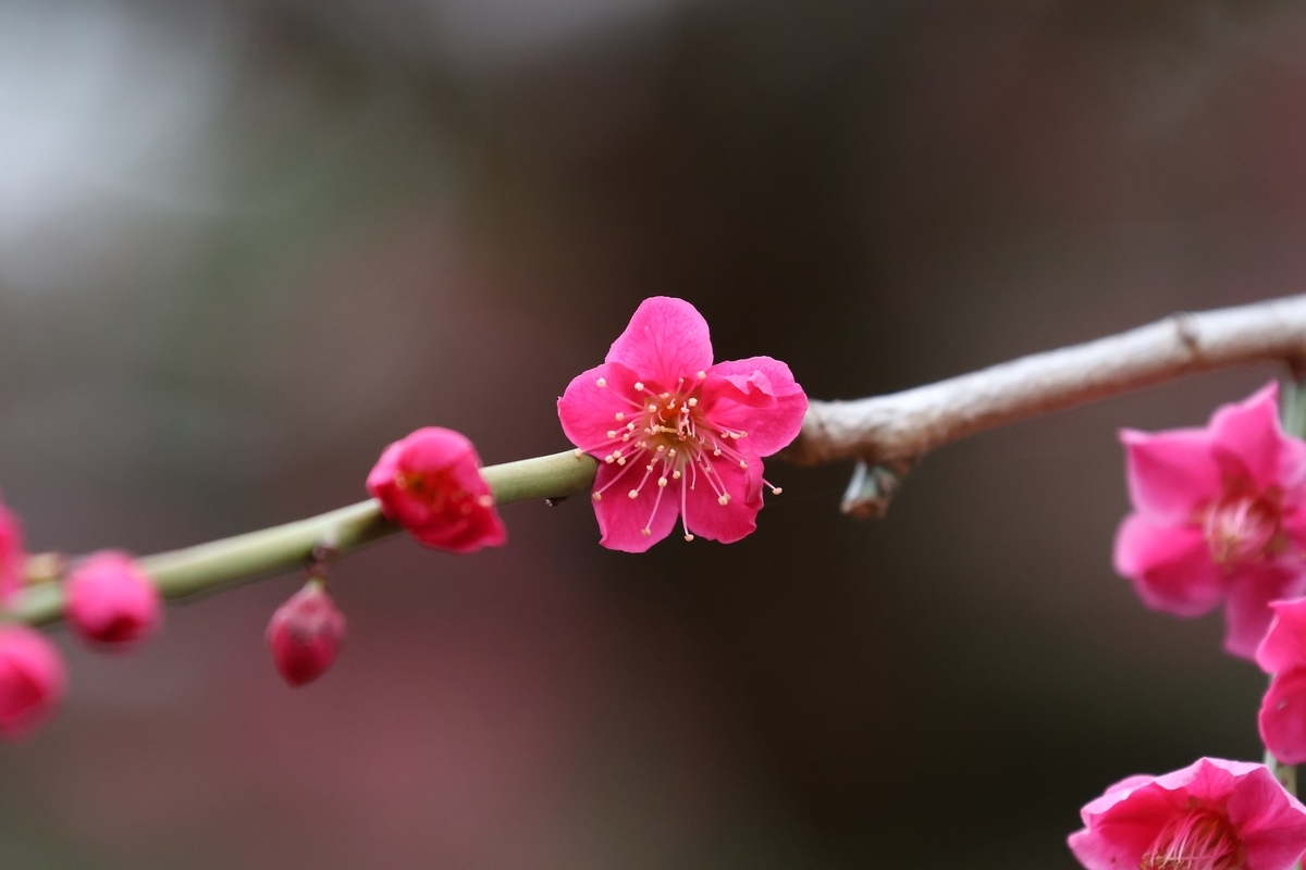 代々木公園「梅の園」の紅梅の花