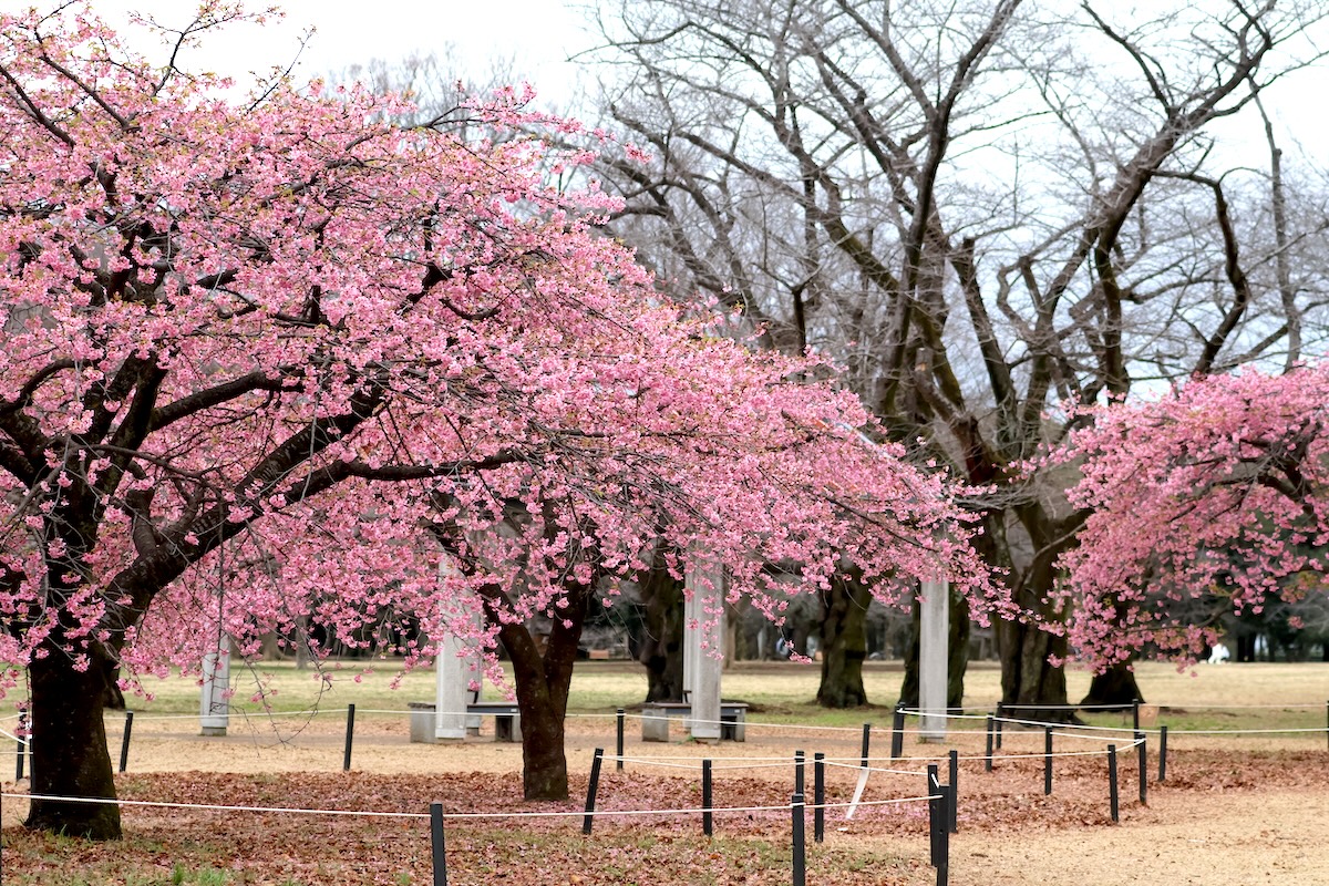 代々木公園の河津桜（南側）