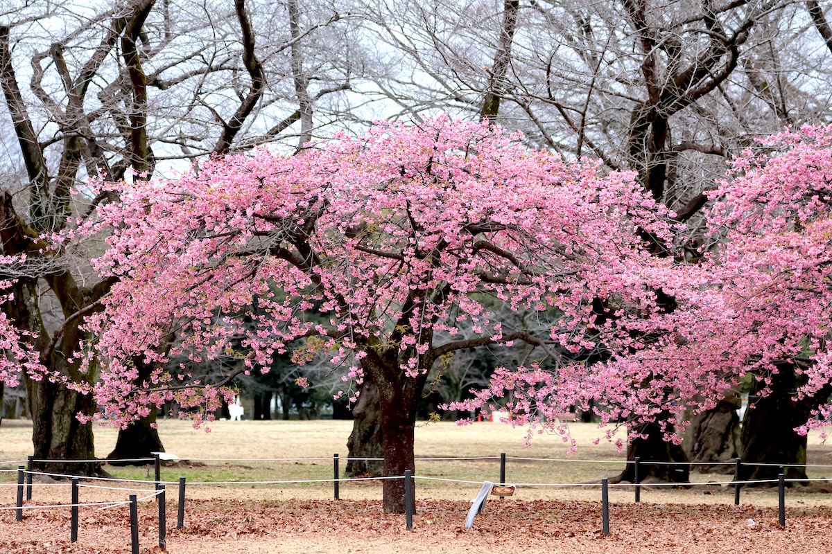 代々木公園の北側の河津桜の方が綺麗に咲いているように見える