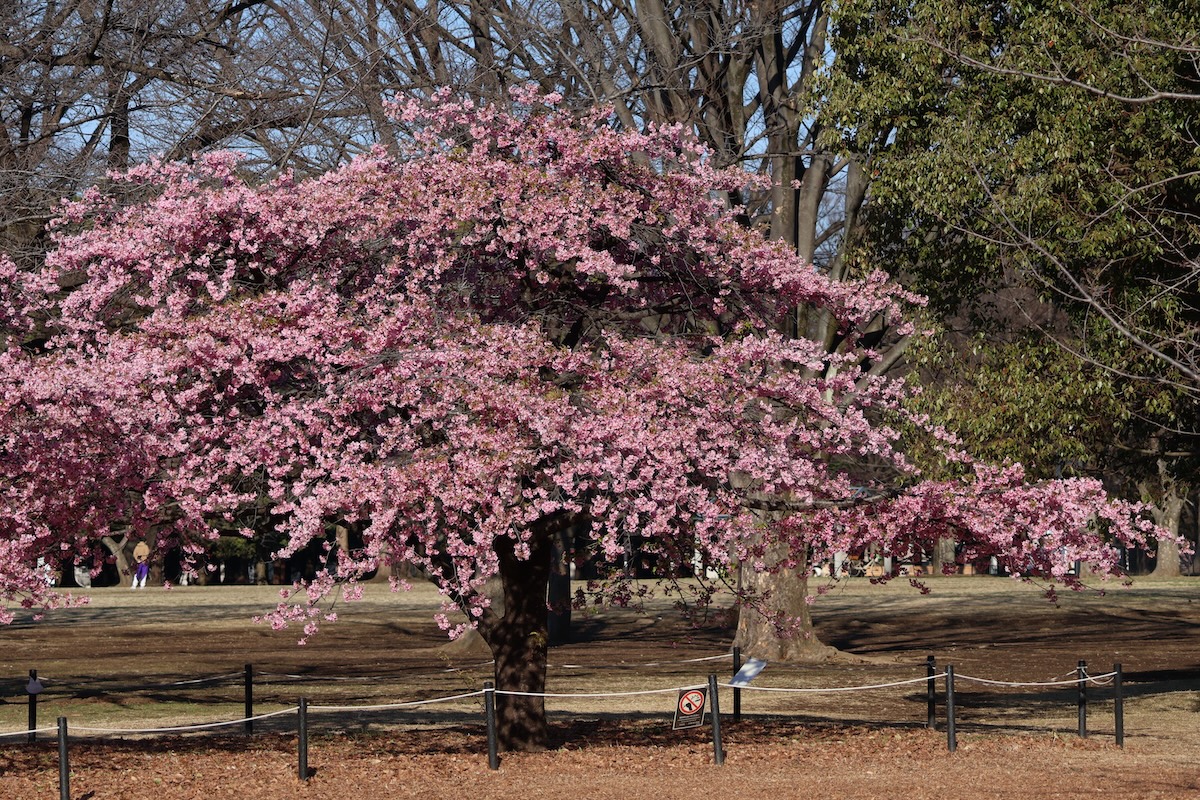 代々木公園の河津桜（カワヅザクラ）は緑が増え葉桜になってきた