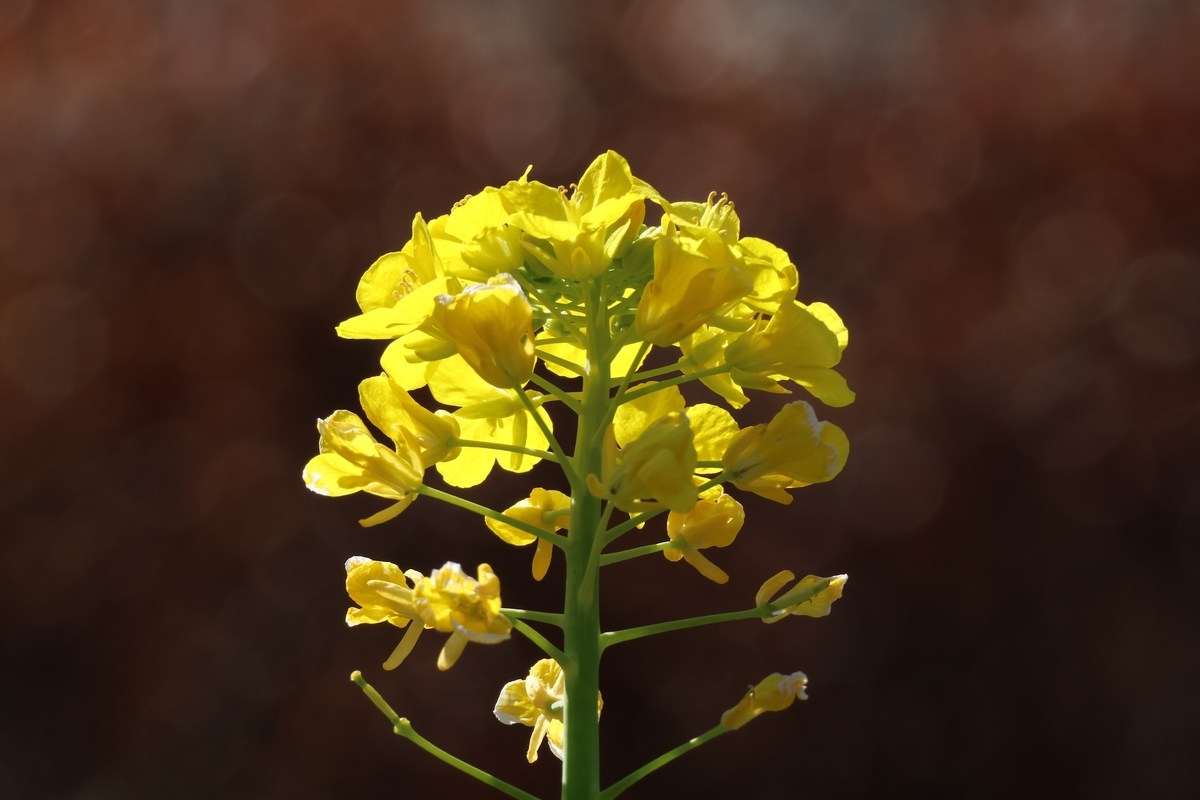 １株だけ菜の花が咲いている代々木公園フラワーランドの菜の花