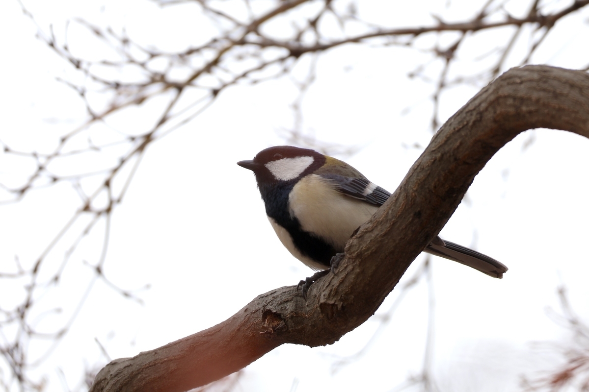 新宿御苑のスタバ前の修繕寺桜近くにいたシジュウカラ