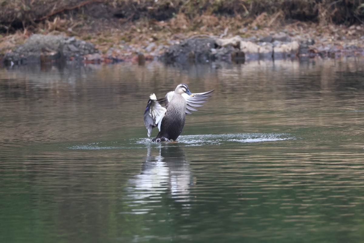 羽を広げて翼を整えるカルガモ
