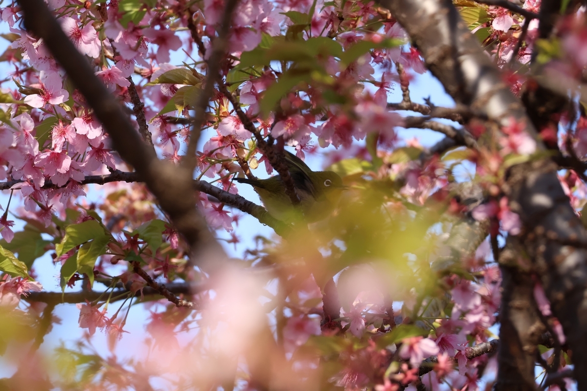 代々木公園河津桜のメジロ