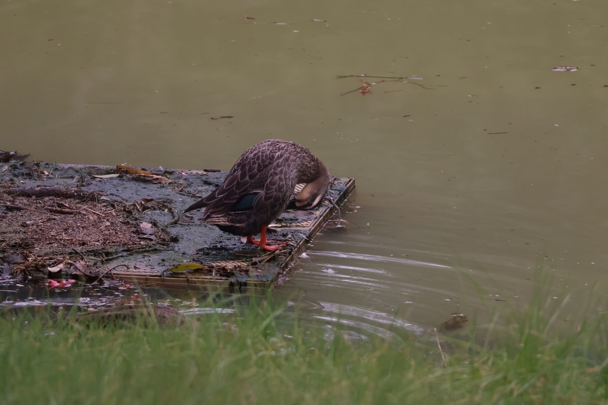 代々木公園バードサンクチュアリにいたカルガモ