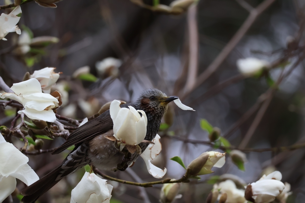 ヒヨドリがハクモクレンの花びらを啄んで食べている