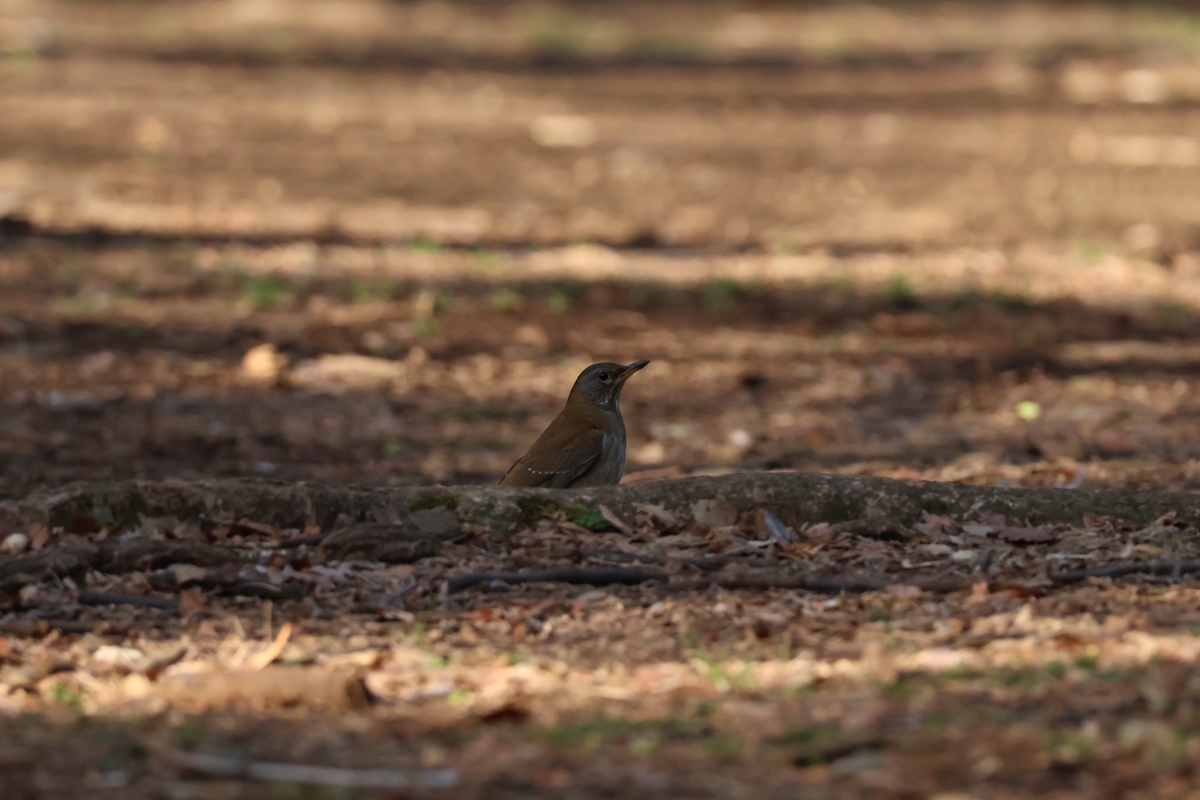 代々木公園の六角の休憩舎近くにいたシロハラ