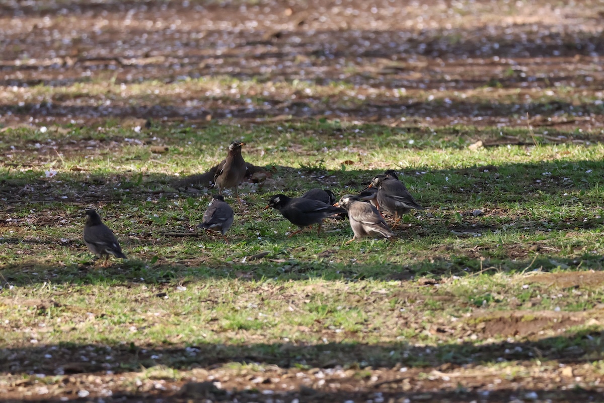 代々木公園の「六角の休憩舎」近くにいたムクドリの群れ
