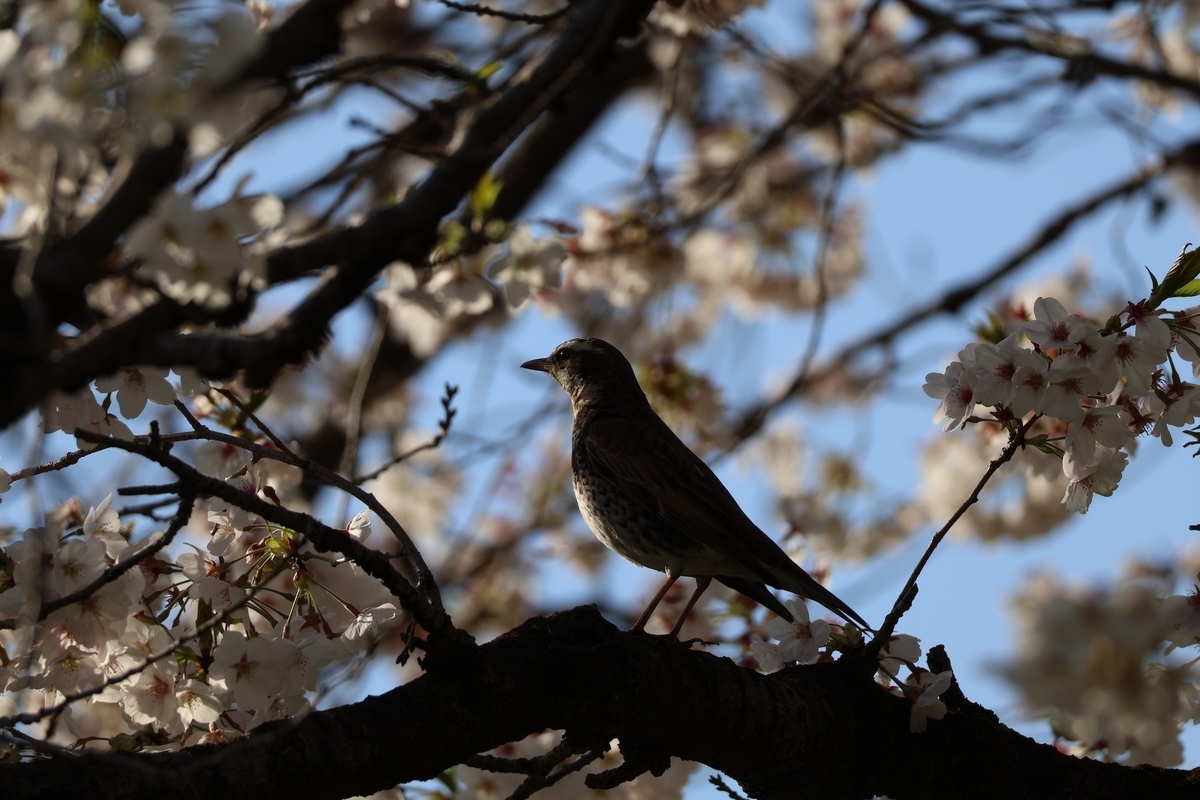 桜の木にのって辺りを警戒しているツグミ