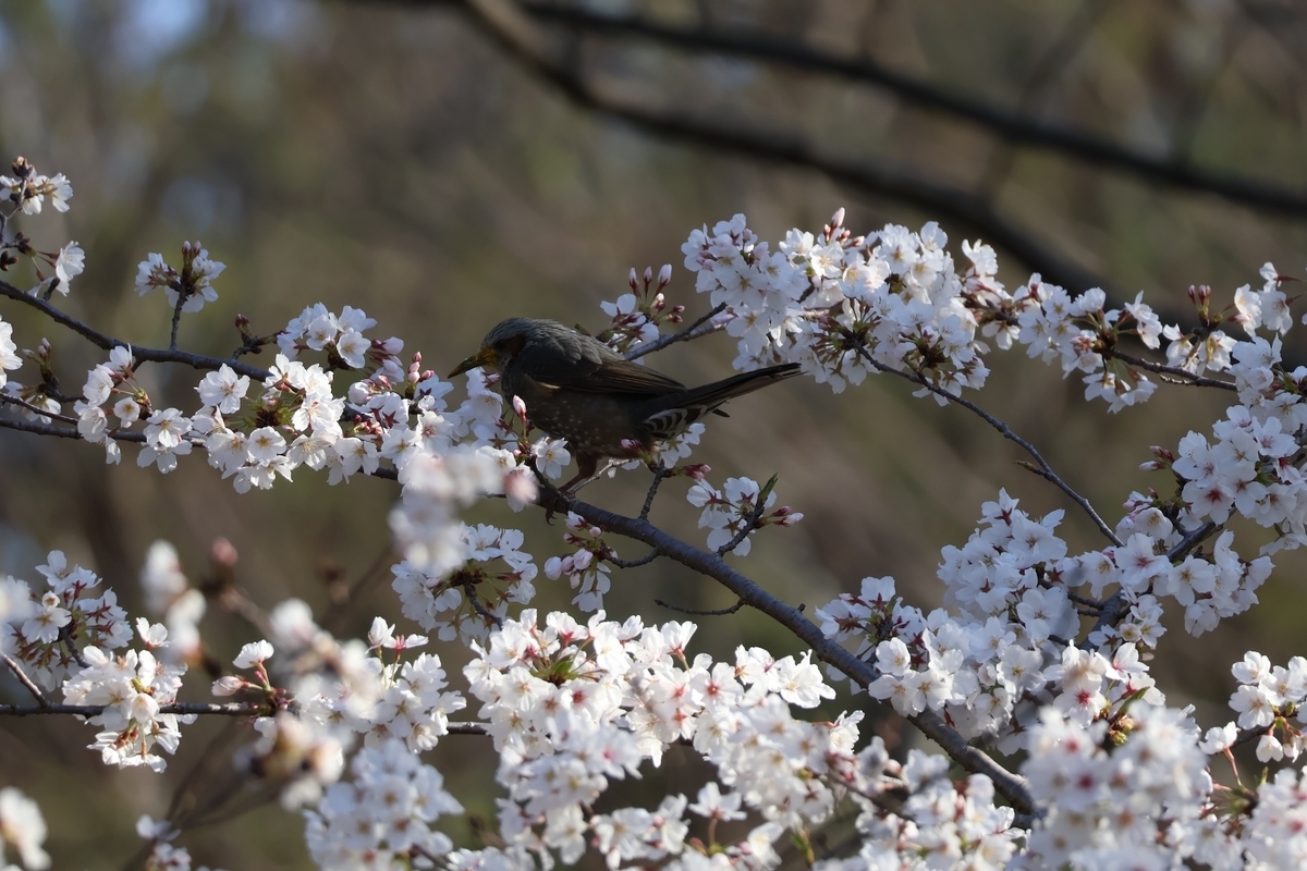 顔を黄色くしながら桜の花の蜜を舐めるヒヨドリ