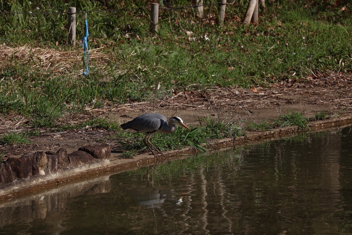 代々木公園バードサンクチュアリで餌を探すアオサギ