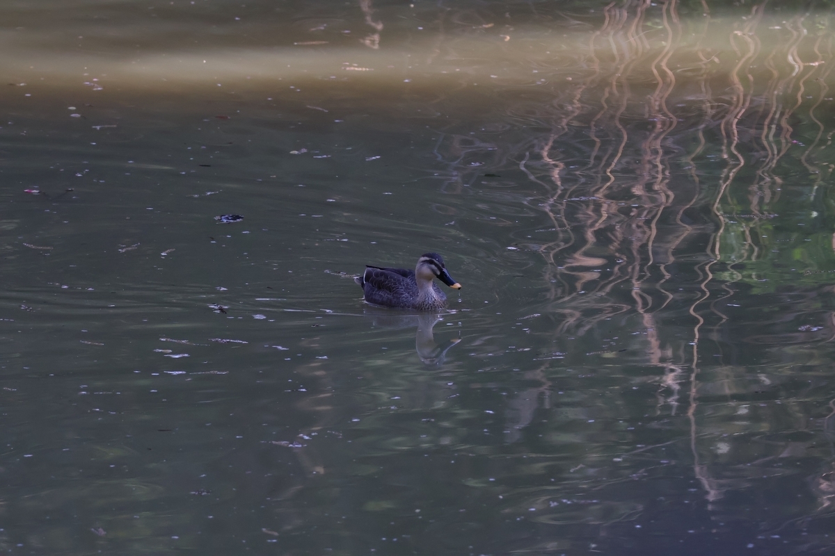 代々木公園バードサンクチュアリでのんびりするカルガモ