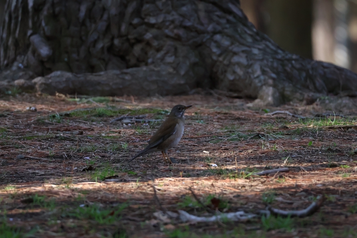 代々木公園「閲兵式の松」近くで餌を探すシロハラ