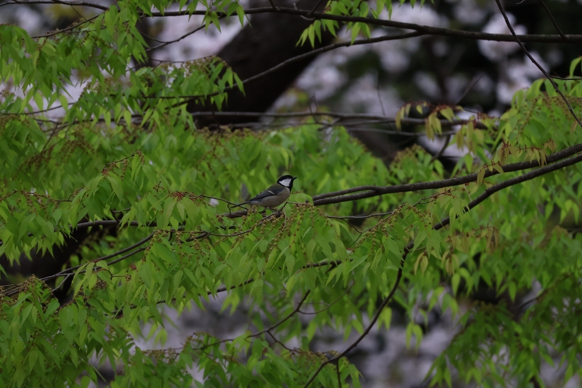 代々木公園渋谷門近くにいたシジュウカラ