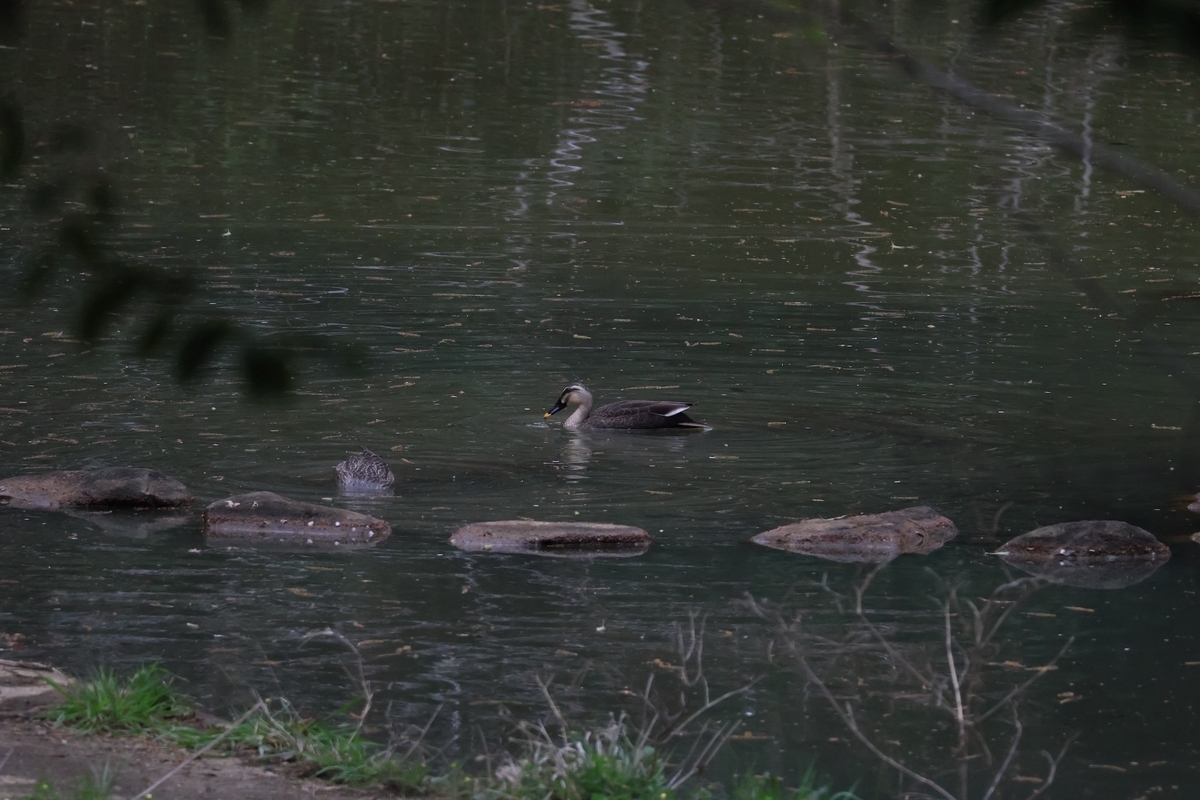 代々木公園バードサンクチュアリにいたカルガモのつがい