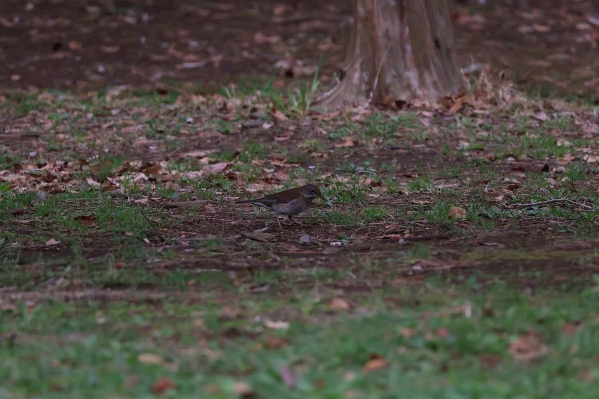 代々木公園「閲兵式の松」近くにいたシロハラ