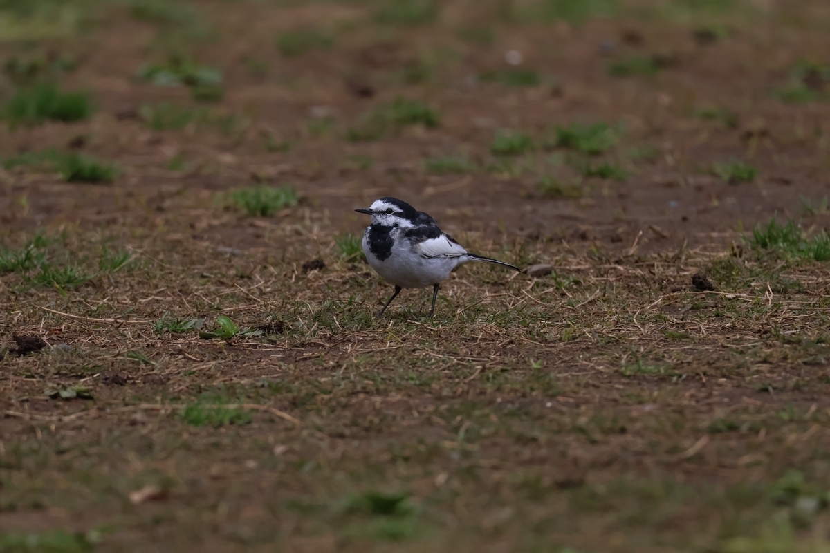 代々木公園オリーブ広場にいたハクセキレイ