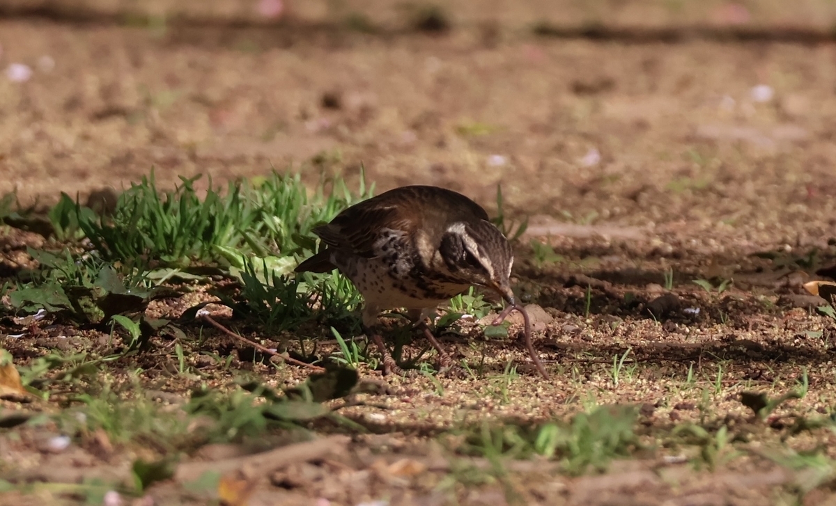 ミミズを捕食するツグミ