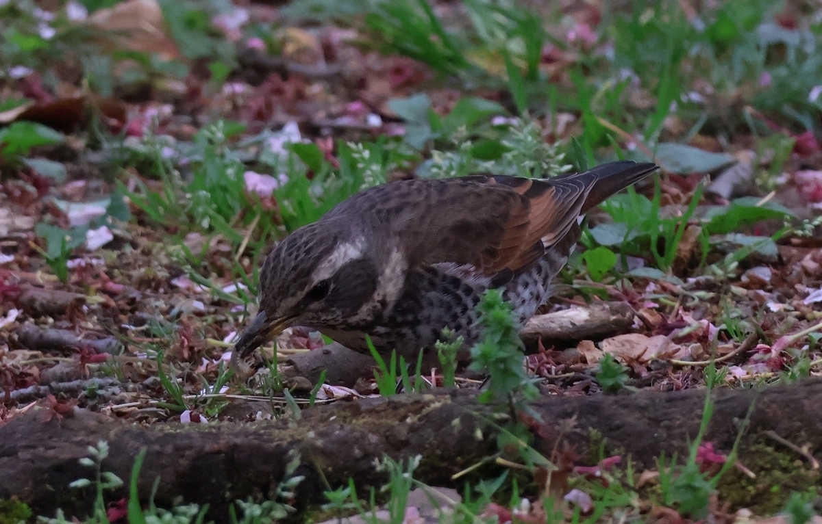 毛虫を捕食するツグミ